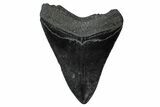 Fossil Megalodon Tooth - South Carolina #340147-1